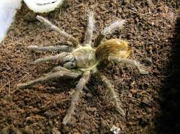 /Cyclosternum Schmardae 1cm