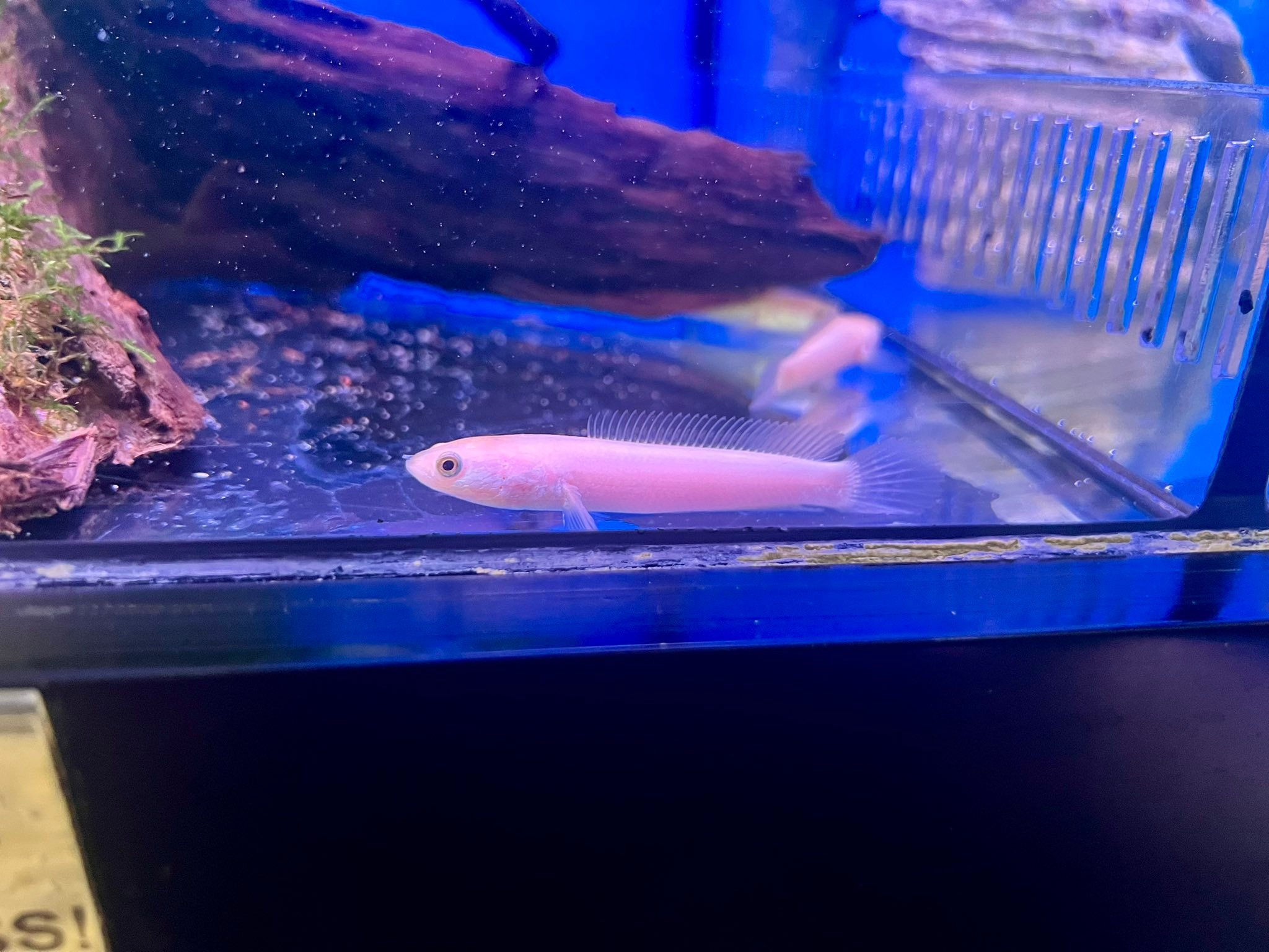 Dwarf Golden Snakehead - Captive bred