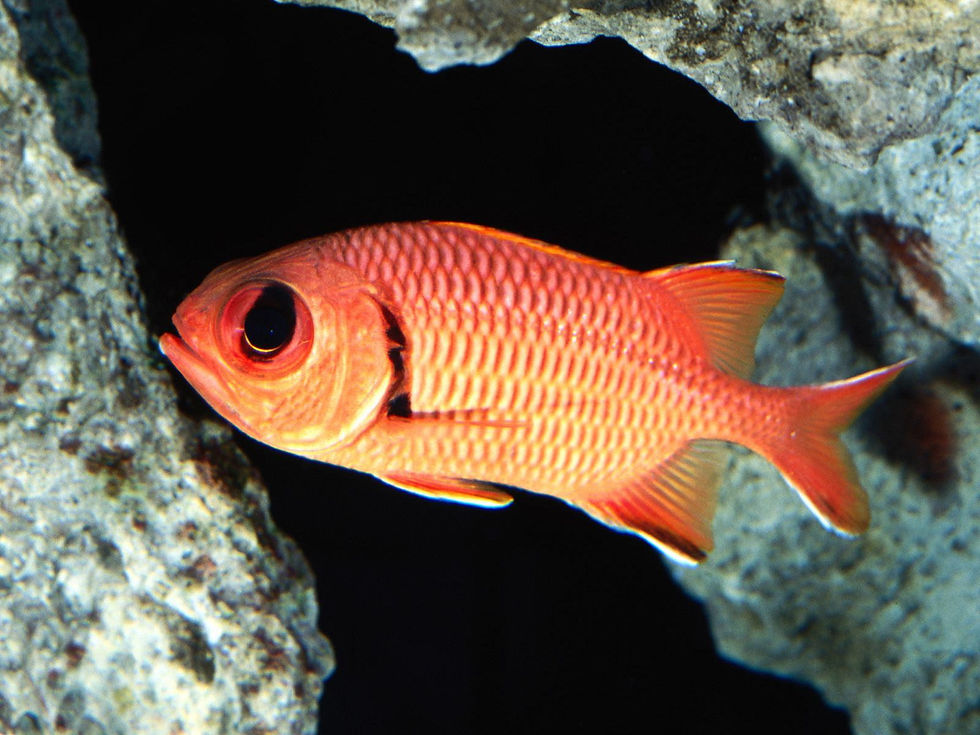 Squirrel Fish