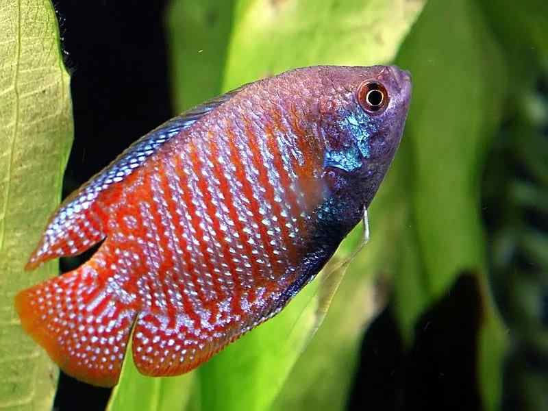 Thumbnail: Assorted Dwarf Gouramis - Males