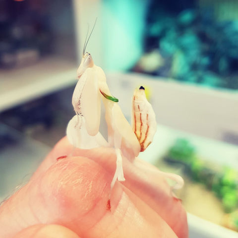 Orchid Mantis.JPG