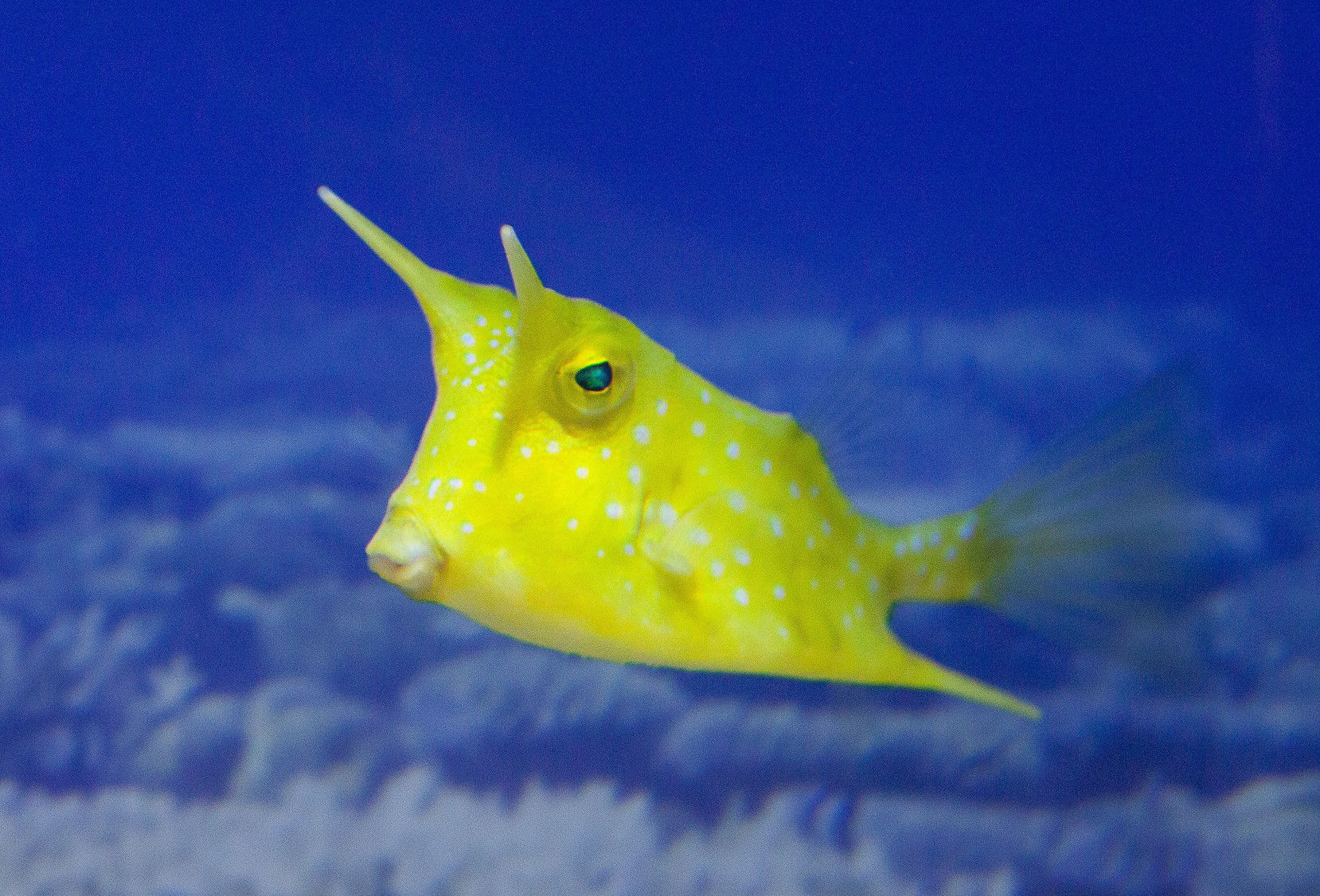 Longhorn Cowfish L