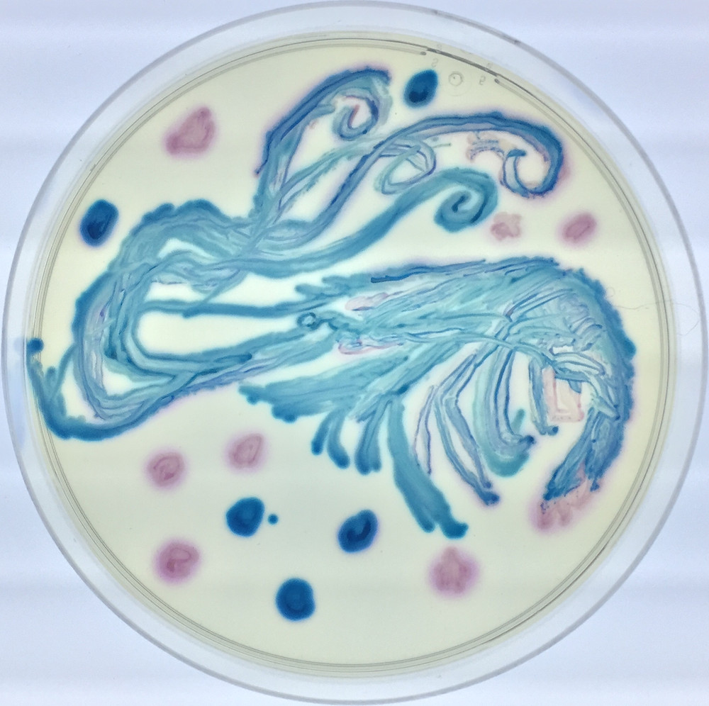 Shrimp agar art made by Dongyun Jung