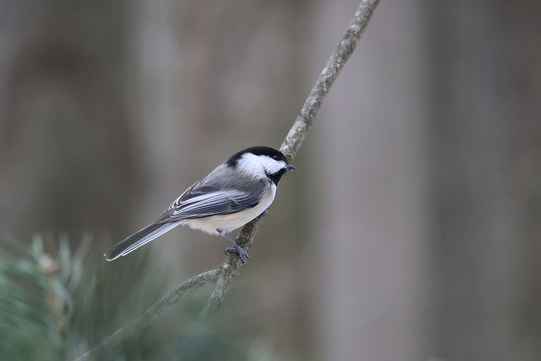 Nuthatch KF.jpeg