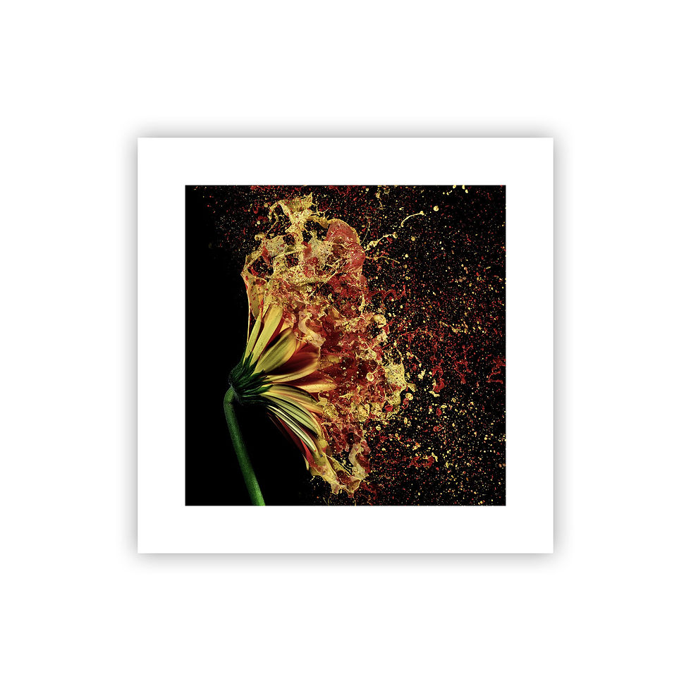 Thumbnail: Gerbera Splash