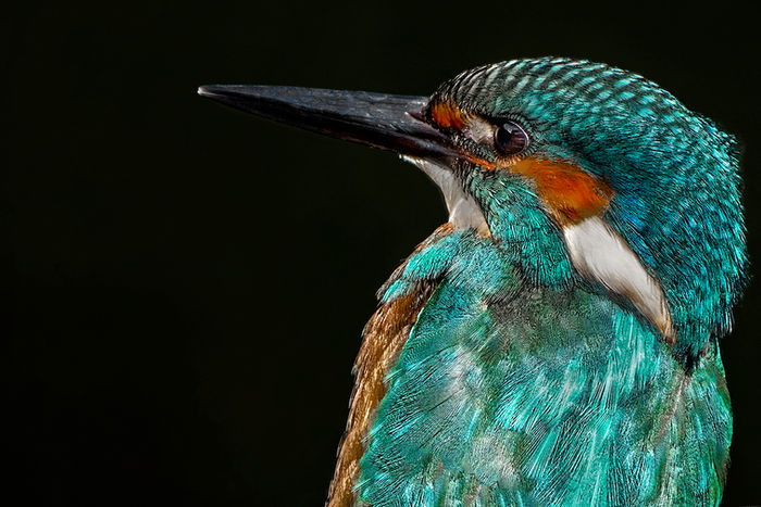 Close up view of kingfisher portrait with dark background