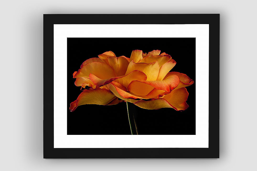 Thumbnail: Orange Rose