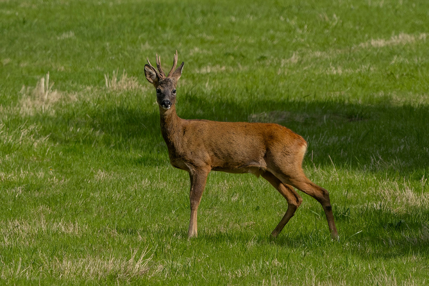 Stag, Stop and Stare