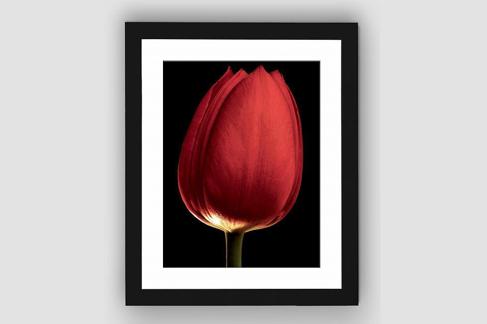 Thumbnail: Red Tulip Portrait