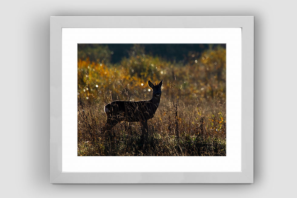 Thumbnail: Deer in the Autumn Sun