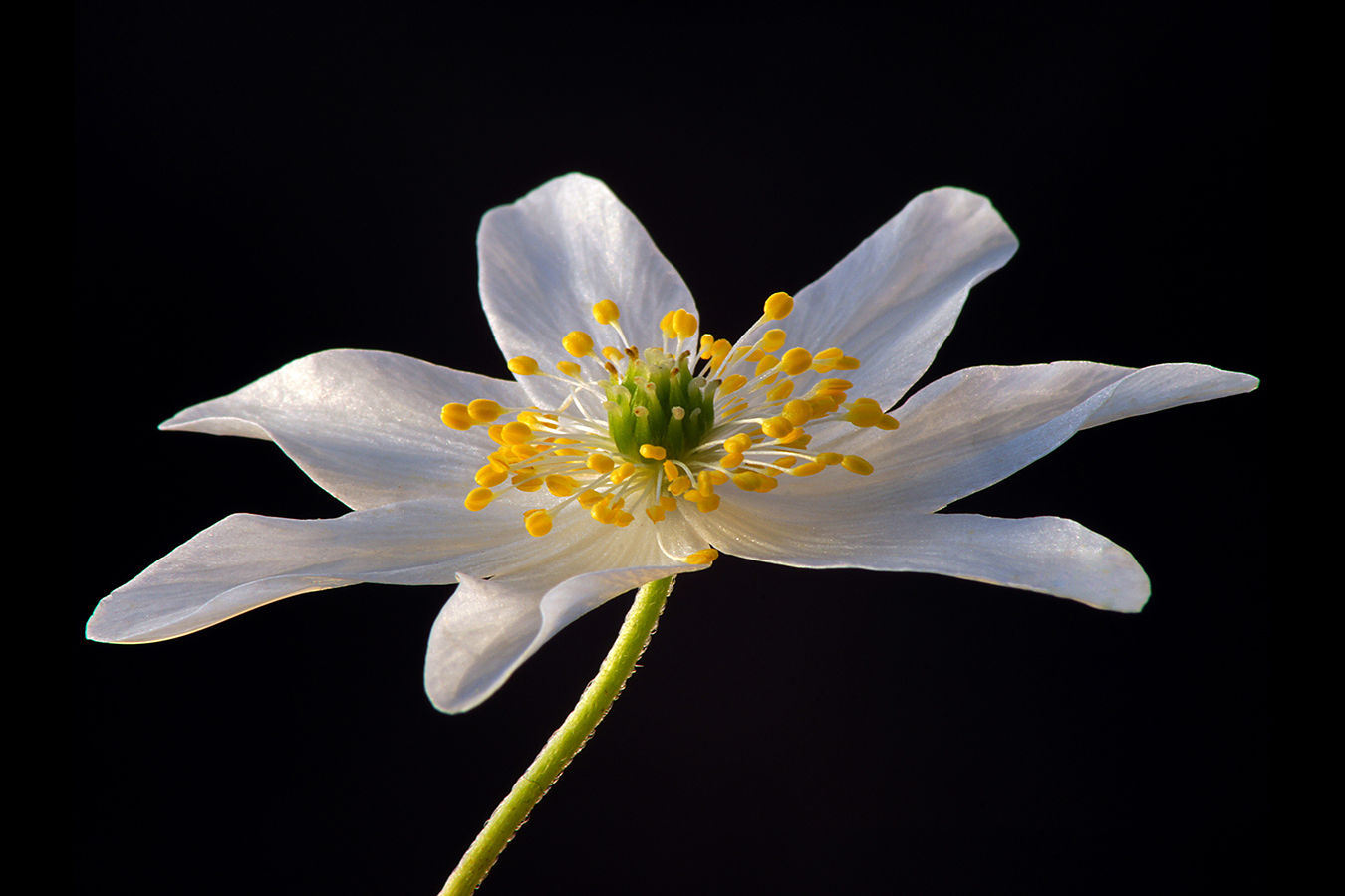 Wood Anemone