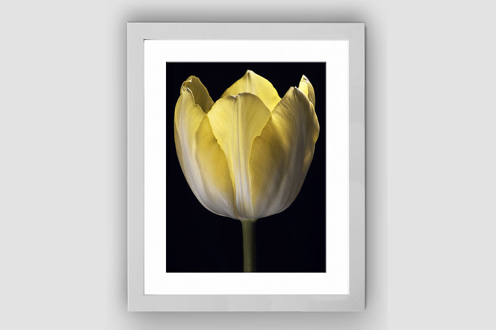 Thumbnail: Yellow Tulip