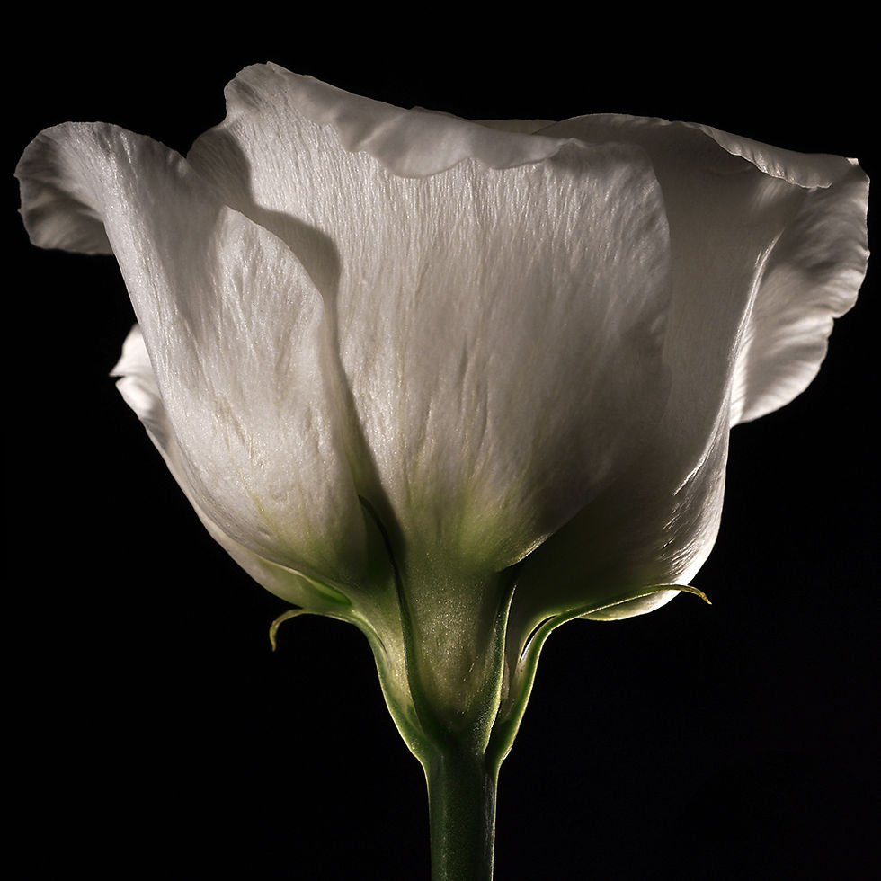White Lisianthus