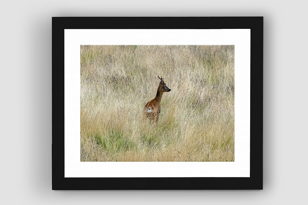 Thumbnail: Stag Alert