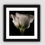 Thumbnail: White Lisianthus