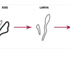 Why The Red Face - Could It Be Demodex?