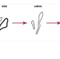 Why The Red Face - Could It Be Demodex?