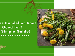 What is Dandelion Root Good for? (A Simple Guide)