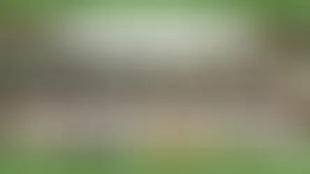 Top 7 Herbal Tinctures for Immunity Boost