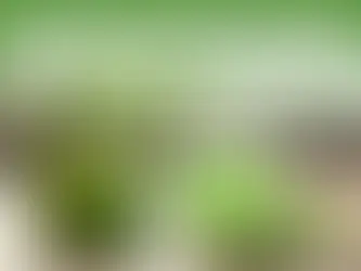 Moringa Mint Tea Benefits: Why This Herbal Tea Is So Healthy