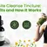 Parasite Cleanse Tincture: Benefits and How It Works