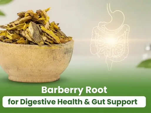 Barberry Root for Digestive Health & Gut Support