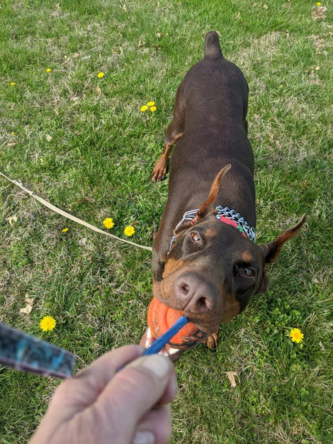 saxbell dobermans, doberman pinscher, doberman puppies, puppies for sale