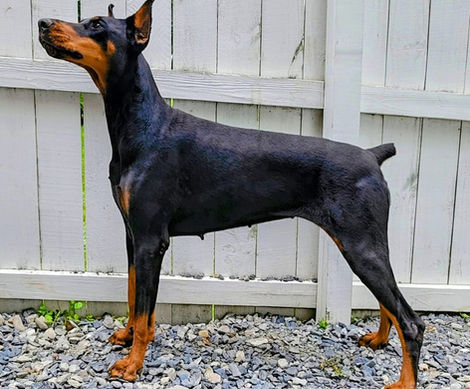 saxbell dobermans, doberman pinscher, doberman puppies, puppies for sale