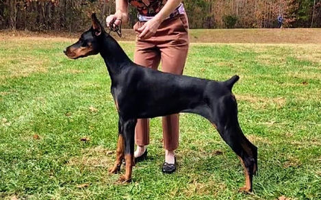 saxbell dobermans, doberman pinscher, doberman puppies, puppies for sale