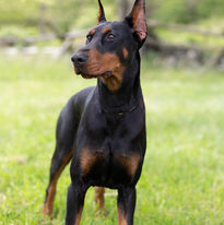 doberman pinscher saxbell dobermans for sale