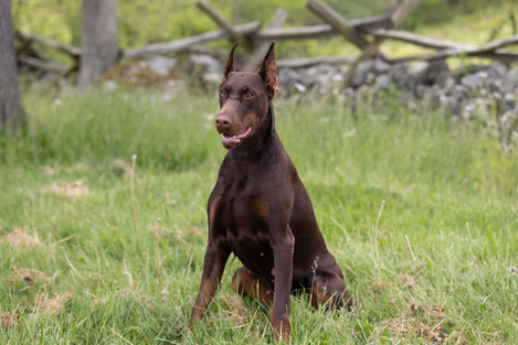 saxbell dobermans, doberman pinscher, doberman puppies, puppies for sale