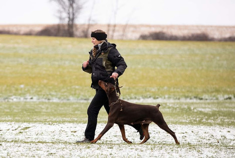 saxbell dobermans, doberman pinscher, doberman puppies, puppies for sale