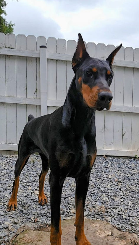 saxbell dobermans, doberman pinscher, doberman puppies, puppies for sale