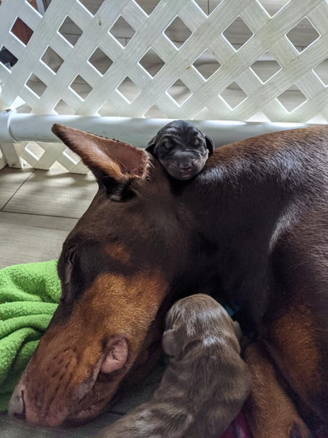 saxbell dobermans, doberman pinscher, doberman puppies, puppies for sale