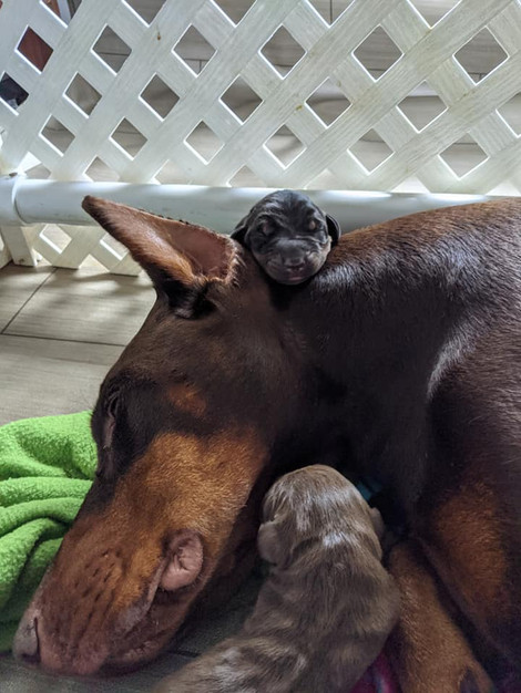 saxbell dobermans, doberman pinscher, doberman puppies, puppies for sale