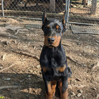 saxbell dobermans doberman pinscher for sale puppies