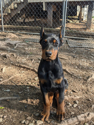 saxbell dobermans doberman pinscher for sale puppies