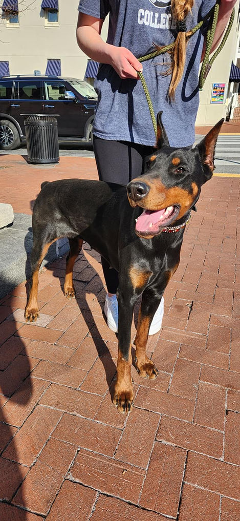 saxbell dobermans, doberman pinscher, doberman puppies, puppies for sale
