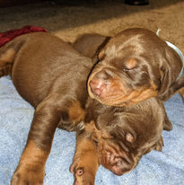 doberman pinschers saxbell dobermans puppies for sale