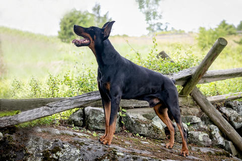 saxbell dobermans, doberman pinscher, doberman puppies, puppies for sale