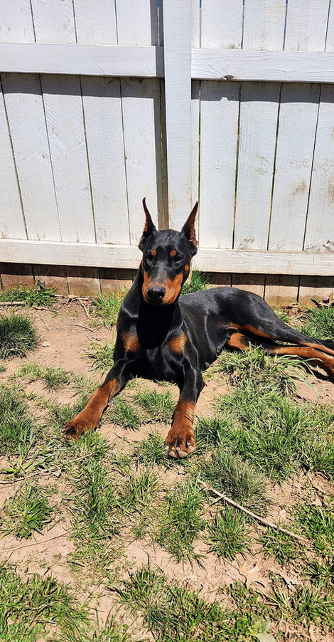 saxbell dobermans, doberman pinscher, doberman puppies, puppies for sale