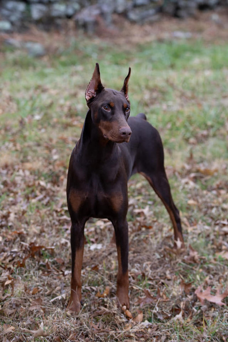 saxbell dobermans, doberman pinscher, doberman puppies, puppies for sale