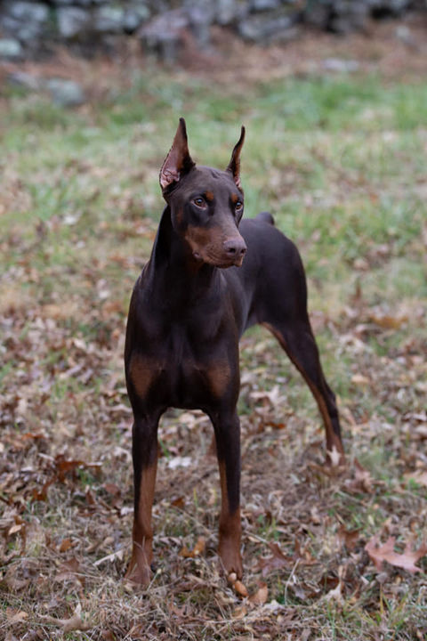 saxbell dobermans, doberman pinscher, doberman puppies, puppies for sale