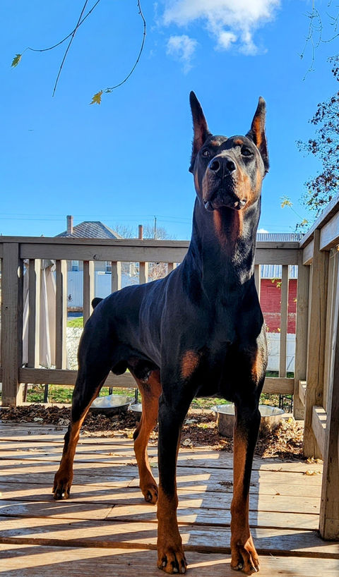 saxbell dobermans, doberman pinscher, doberman puppies, puppies for sale