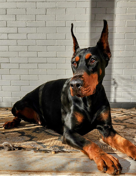 saxbell dobermans, doberman pinscher, doberman puppies, puppies for sale