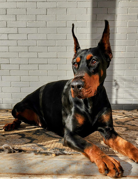 saxbell dobermans, doberman pinscher, doberman puppies, puppies for sale