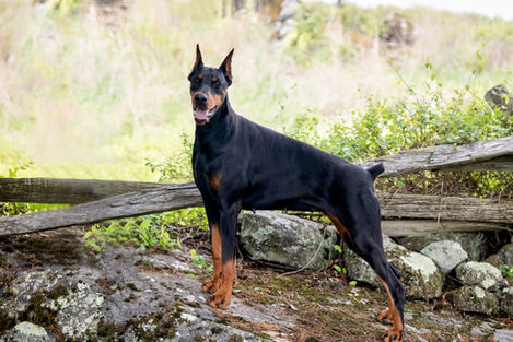 saxbell dobermans, doberman pinscher, doberman puppies, puppies for sale