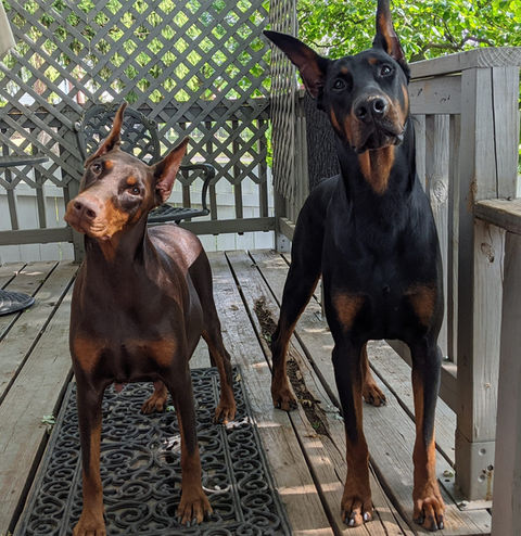 saxbell dobermans, doberman pinscher, doberman puppies, puppies for sale