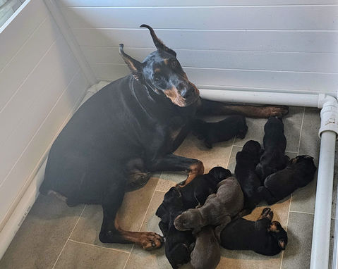 saxbell dobermans, doberman pinscher, doberman puppies, puppies for sale
