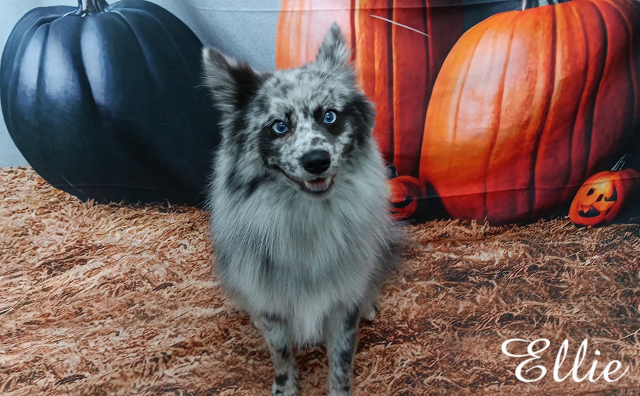 Doggy Daycare Bed & Biscuit Inn Howland, Ohio